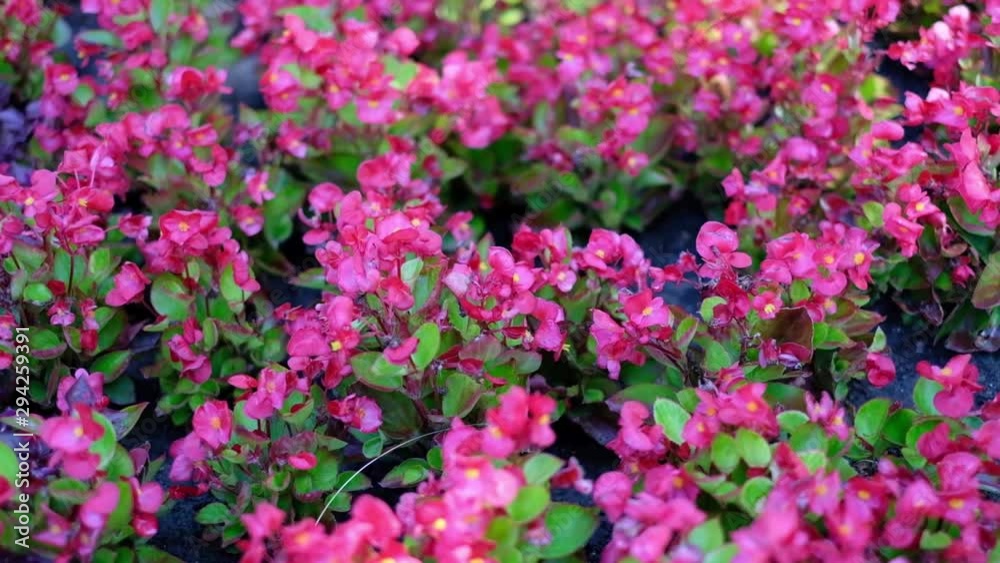 pink begonia on a flowerbed in a city garden pink begonia on a flowerbed in a city garden