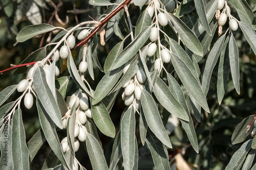 Branch of Elaeagnus angustifolia (commonly called Russian olive, silver berry, oleaster, Persian olive, or wild olive) photo