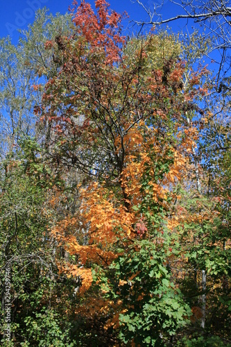 autumn tree colours