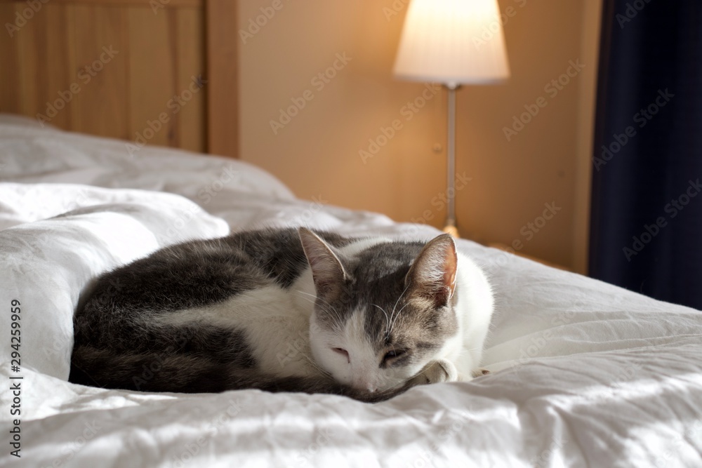 Grey and white cat sleeping on a bed