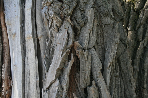 close up tree bark