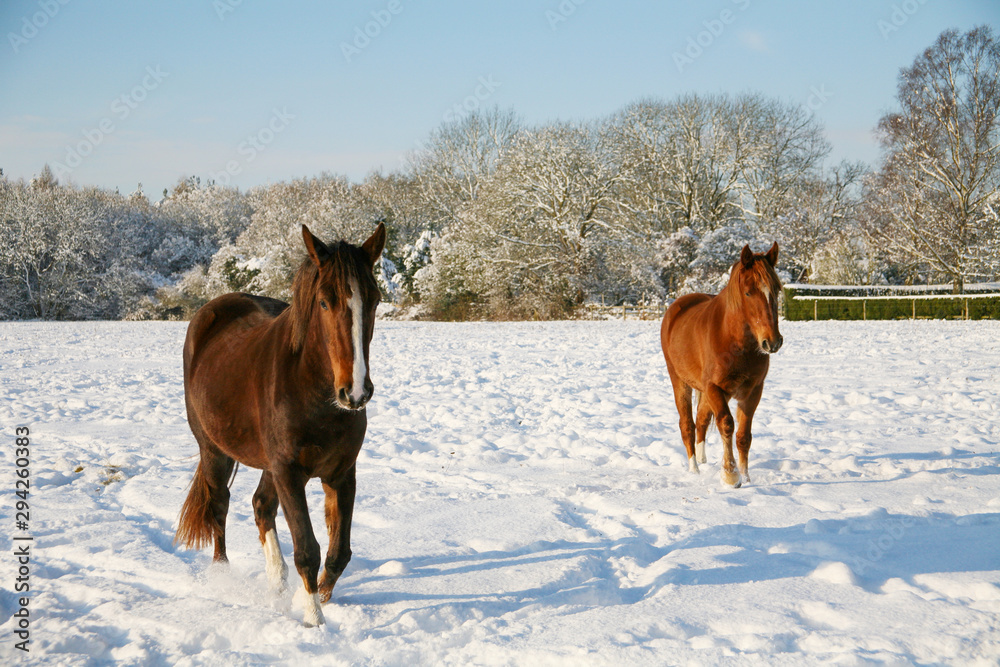 Two horses approach on a snowy field Two horses approach on a snowy field