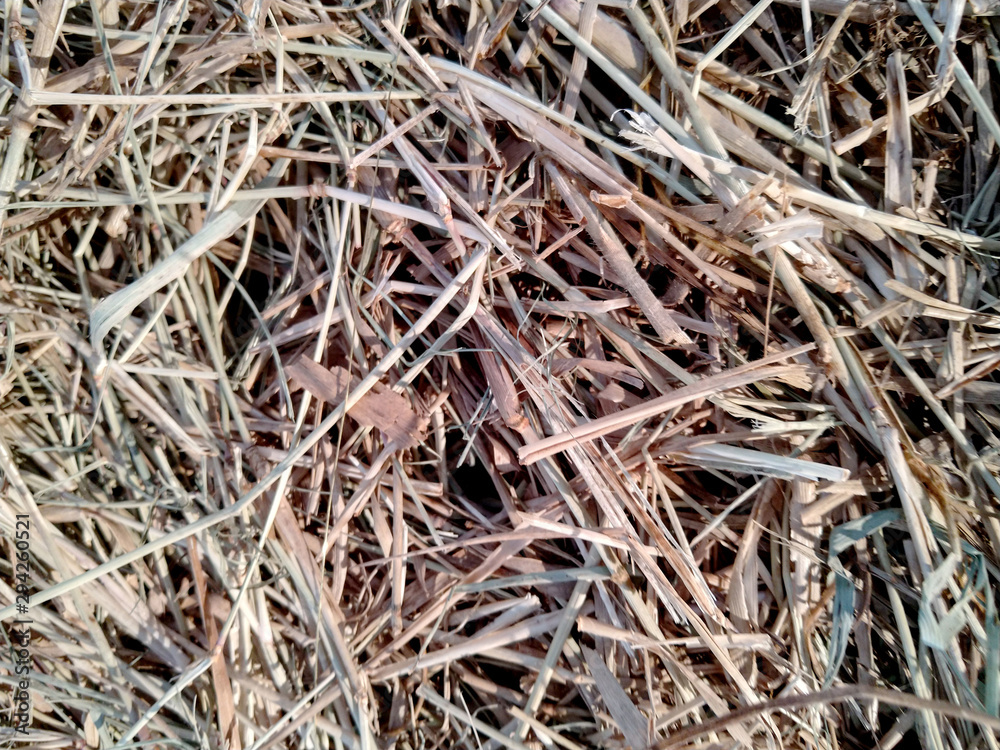 Old Grass Old Grass