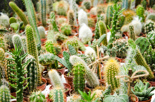 Cacti cactus