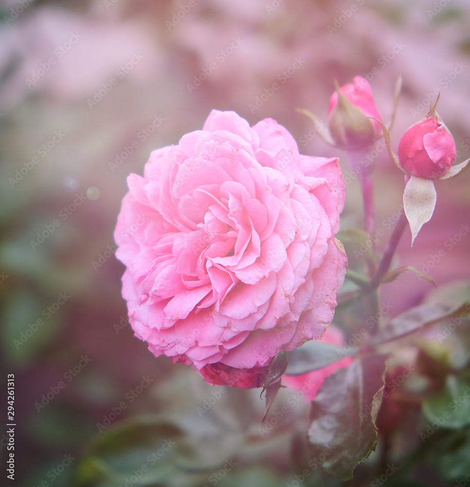 buds of pink blooming roses in the garden, rays of the bright sun buds of pink blooming roses in the garden, rays of the bright sun