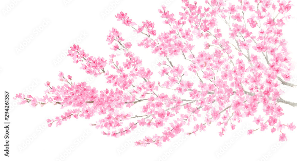 桜　水彩イラスト