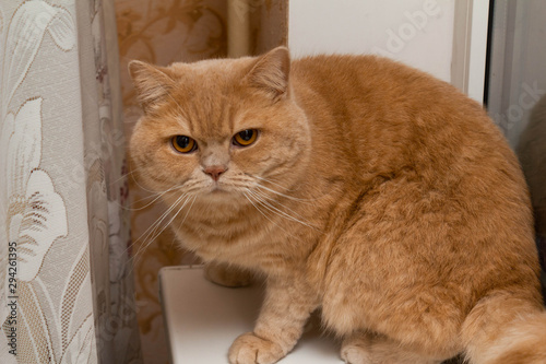 Angry, sleepy, lonely British redhead cat on a brick wall background