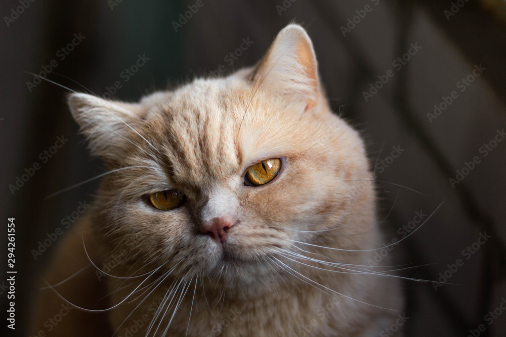 Angry, sleepy, lonely British redhead cat on a brick wall background Angry, sleepy, lonely British redhead cat on a brick wall background