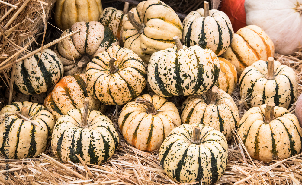 various types of vibrant and colourful pumpkins for sale at a market during autumn