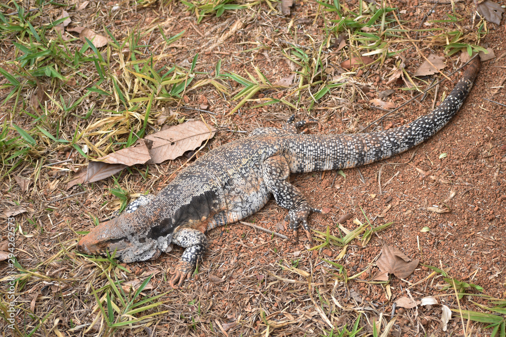 Lizard Lizard