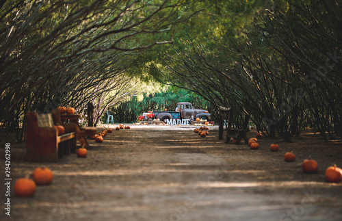 old vintage classic GMC truck with pumpkins and fall colors photo