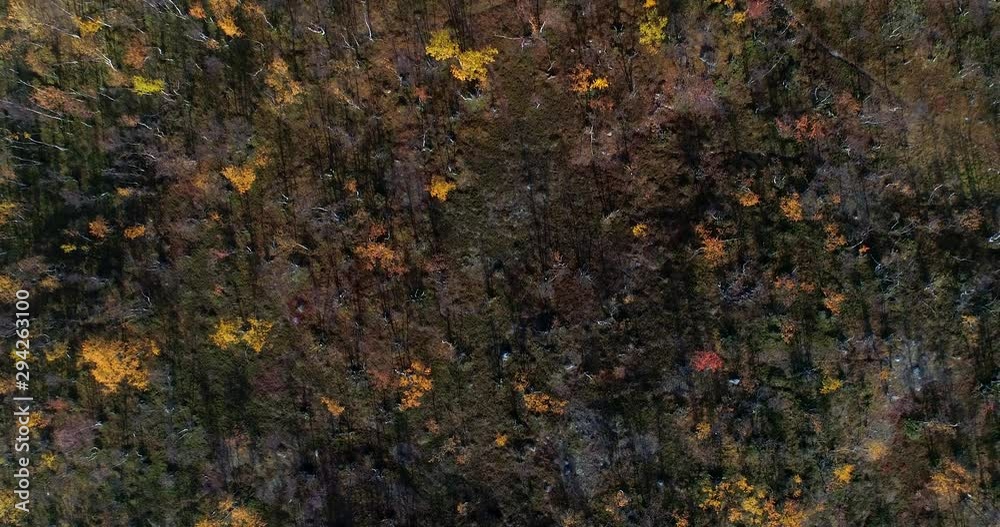 Dwarf birch forest, Aerial, top down, drone shot, rising over Autumn color trees, betula nana, on a hill, on a cold, sunny, fall day, in Kilpisjarvi, Enontekio, Finland Dwarf birch forest, Aerial, top down, drone shot, rising over Autumn color trees, betula nana, on a hill, on a cold, sunny, fall day, in Kilpisjarvi, Enontekio, Finland