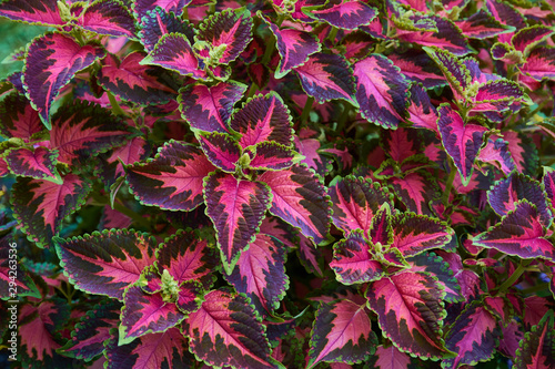 Decorative composition of multicolored coleus flowers. Ornamental deciduous plant. Decorative floral arrangement of flowers in autumn garden, autumn bouquet.