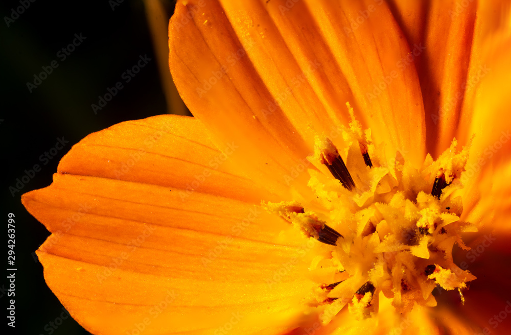Macro of Yellow cosmos flower in full bloom Macro of Yellow cosmos flower in full bloom