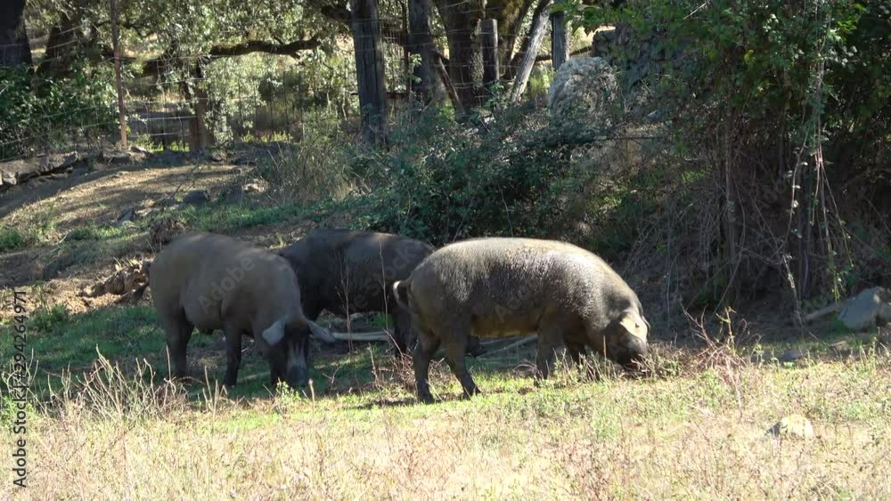 A group of Iberian pigs in a meadow in Jabugo village in the mountains of Aracena, Huelva, Spain A group of Iberian pigs in a meadow in Jabugo village in the mountains of Aracena, Huelva, Spain