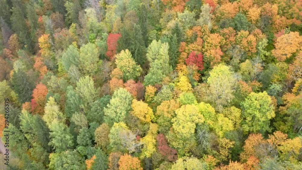 Autumn Aerial Landscape View of the Bright Multi-colored Trees, Green, Orange and Reddish Tint. Autumn in Forest, Aerial Top View Look Down Sunny Day. Golden Autumn Season in Latvia, Sigulda. Autumn Aerial Landscape View of the Bright Multi-colored Trees, Green, Orange and Reddish Tint. Autumn in Forest, Aerial Top View Look Down Sunny Day. Golden Autumn Season in Latvia, Sigulda.