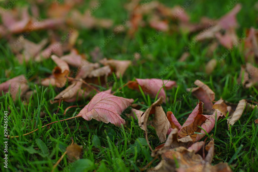 Texture green grass with leafs. Texture green grass with leafs.