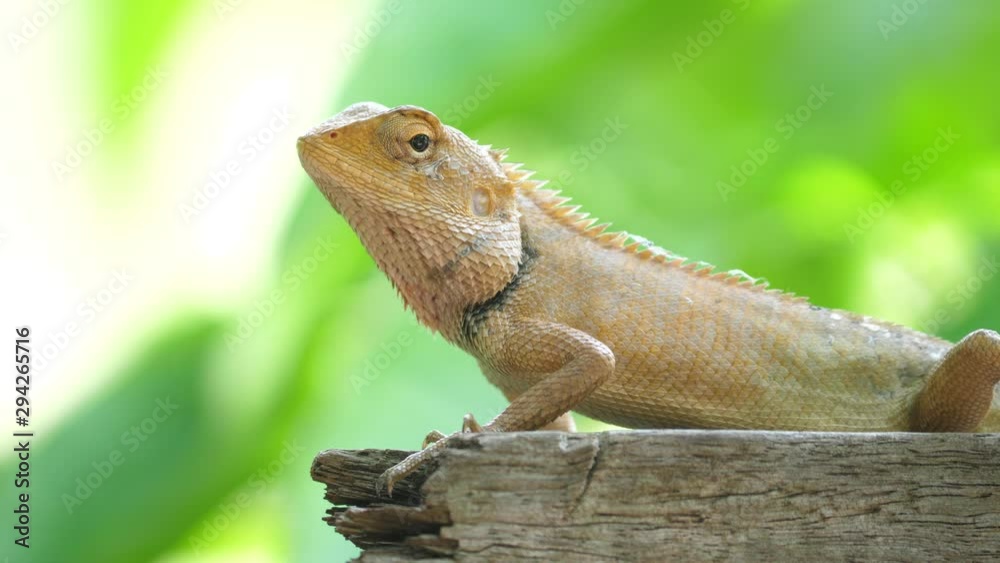 The chameleon moves in the daytime. The chameleon moves in the daytime.