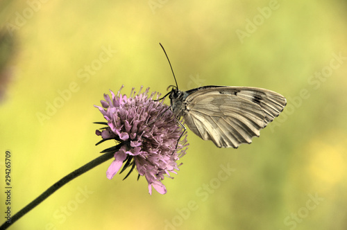 White ButterflyMelenargia galathea; marbled white butterfly in Tuscan meadow