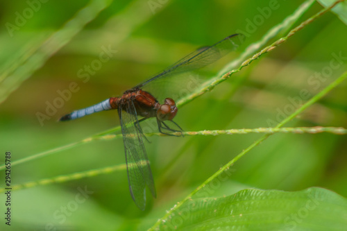Dragonfly © Jon