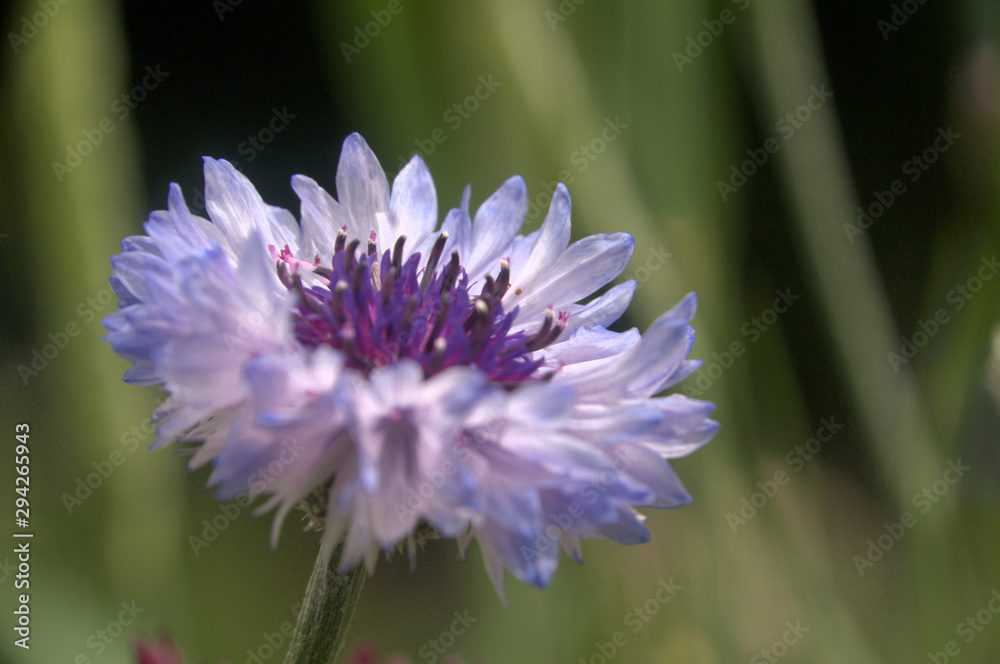 Obraz premium Lilac cornflower variety in informal garden in Walenstadt, Swiss Alps