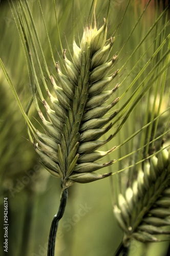 Ear of Barley landrace in Swiss kitchen garden photo