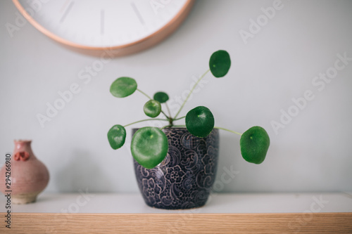 UFO Plant on a sideboard