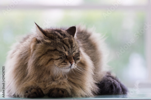 Beautiful brown tabby cat of siberian breed in relax in a house. Hypoallergenic animal of livestock