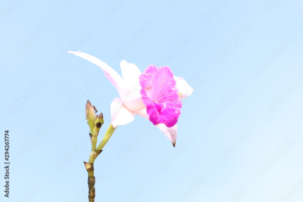 FLOR FLOR