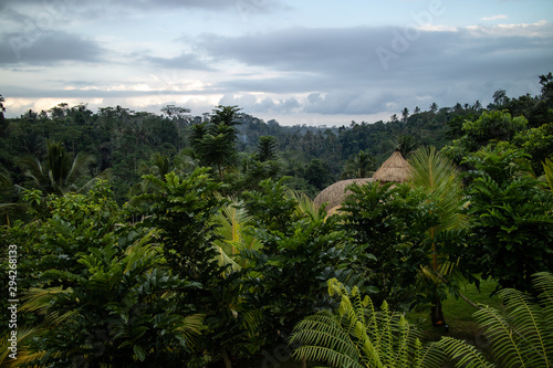 A view of tropical trees and skyline