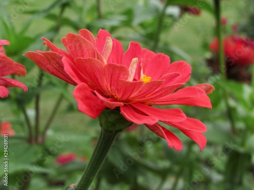  Red Zinnia Flower 