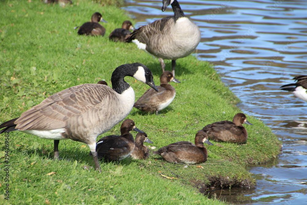 Ducks And Geese By The Water, William Hawrelak Park, Edmonton, Alberta Ducks And Geese By The Water, William Hawrelak Park, Edmonton, Alberta