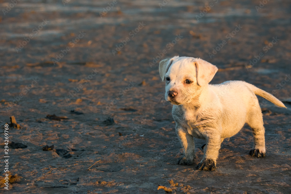 Perro al atardecer Perro al atardecer