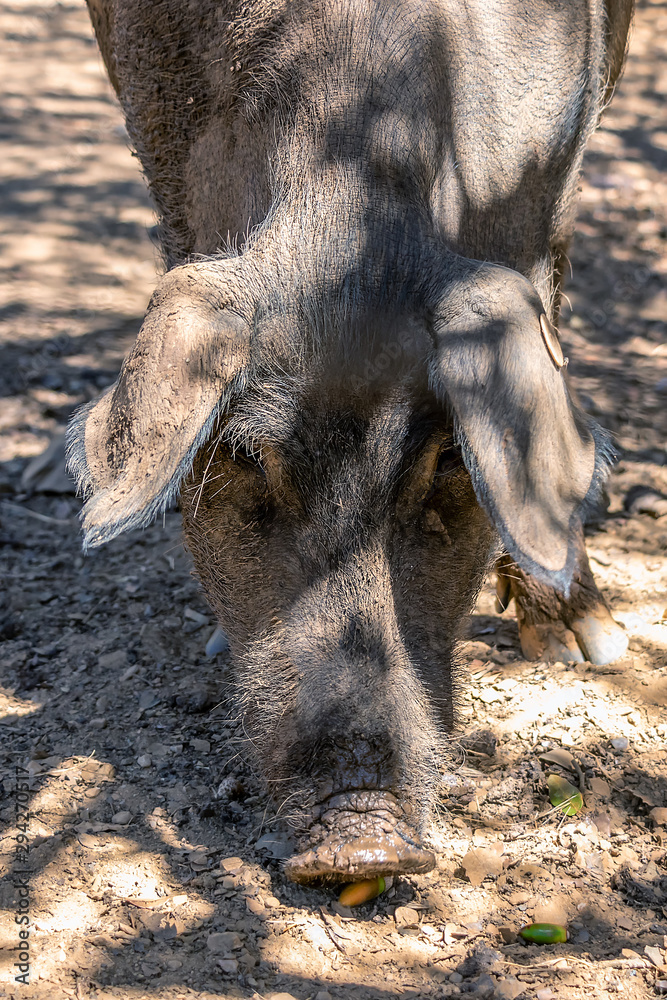 Iberian pig eating acorns in Jabugo village in the mountains of Aracena Huelva Spain Stock Photo Adobe Stock