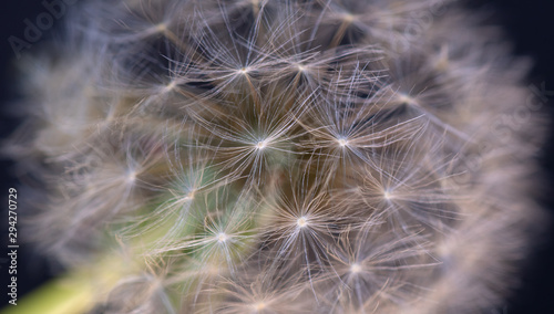 Macro dandelion With Dark Black Background.