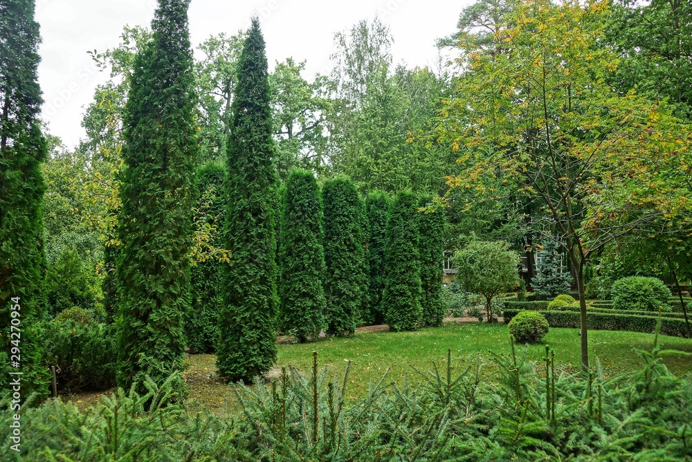 green conifers bushes and grass in a city park