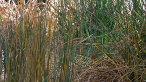 Kingfisher in reeds moving to the side and looking around 4K