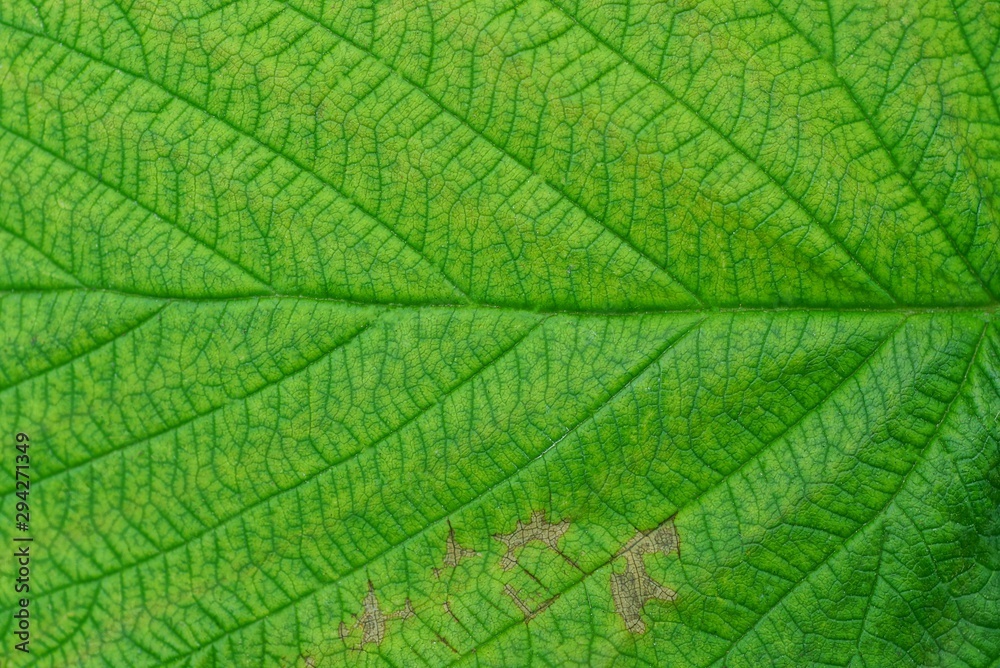 green vegetative background from a piece of a large leaf green vegetative background from a piece of a large leaf