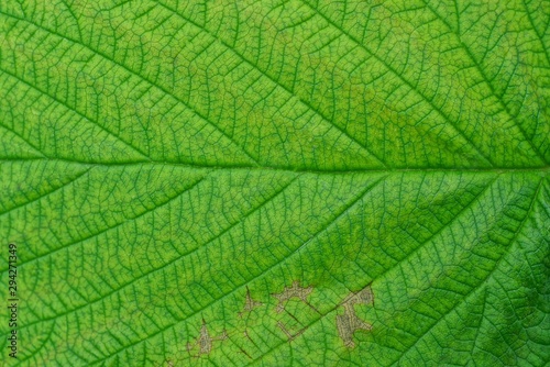 green vegetative background from a piece of a large leaf
