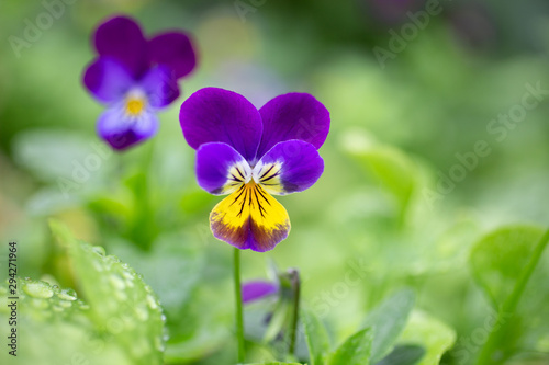 heartsease flower with dew and green bokeh