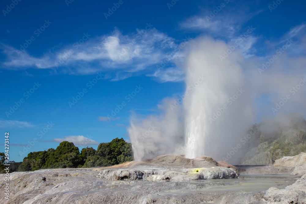 Fototapeta premium Geysir in Te Puia park in Rotorua, North Island