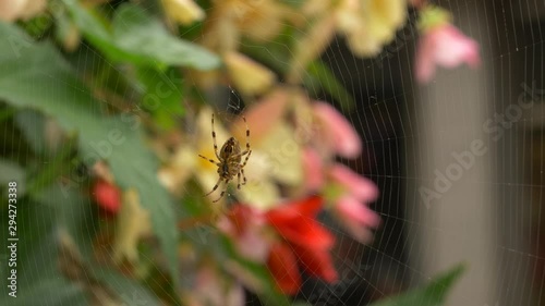 spider on web with people moving past in the background blurred