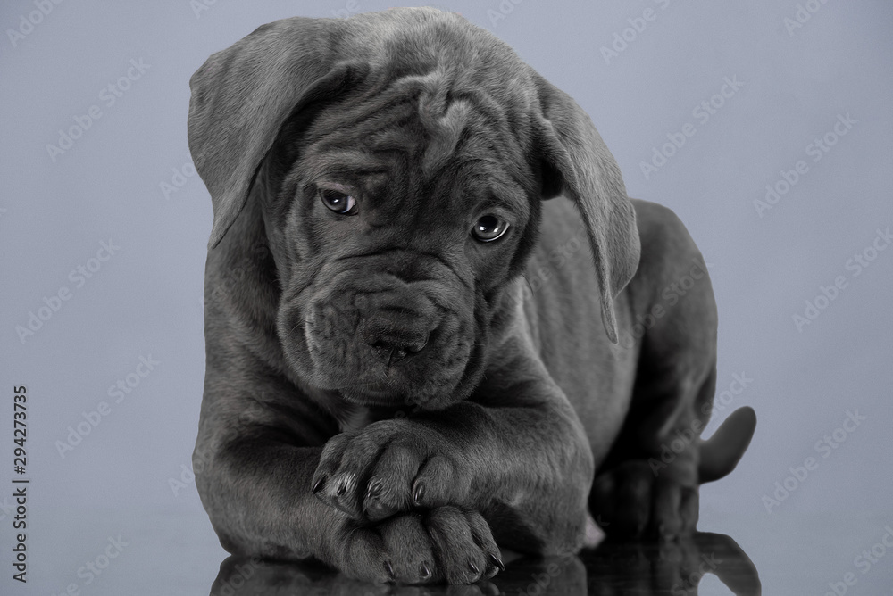 cute puppy on grey background