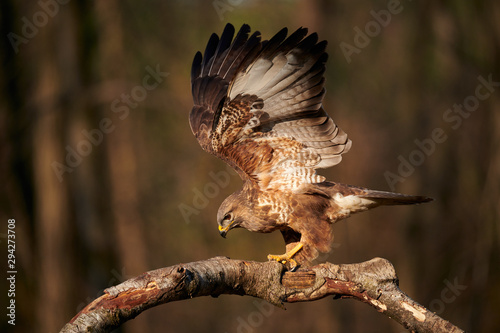 Buzzard with open wings perched on a branch