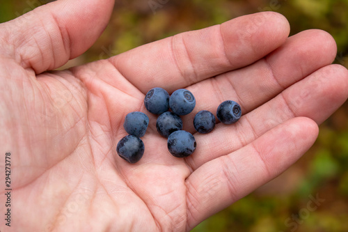 Blueberry berry in the hand.