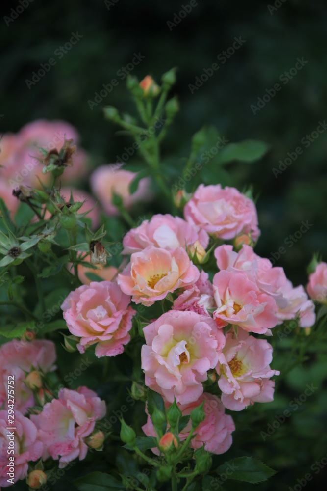 flowers in the garden