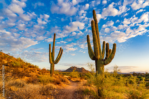 The trail between Saguaros in the desert