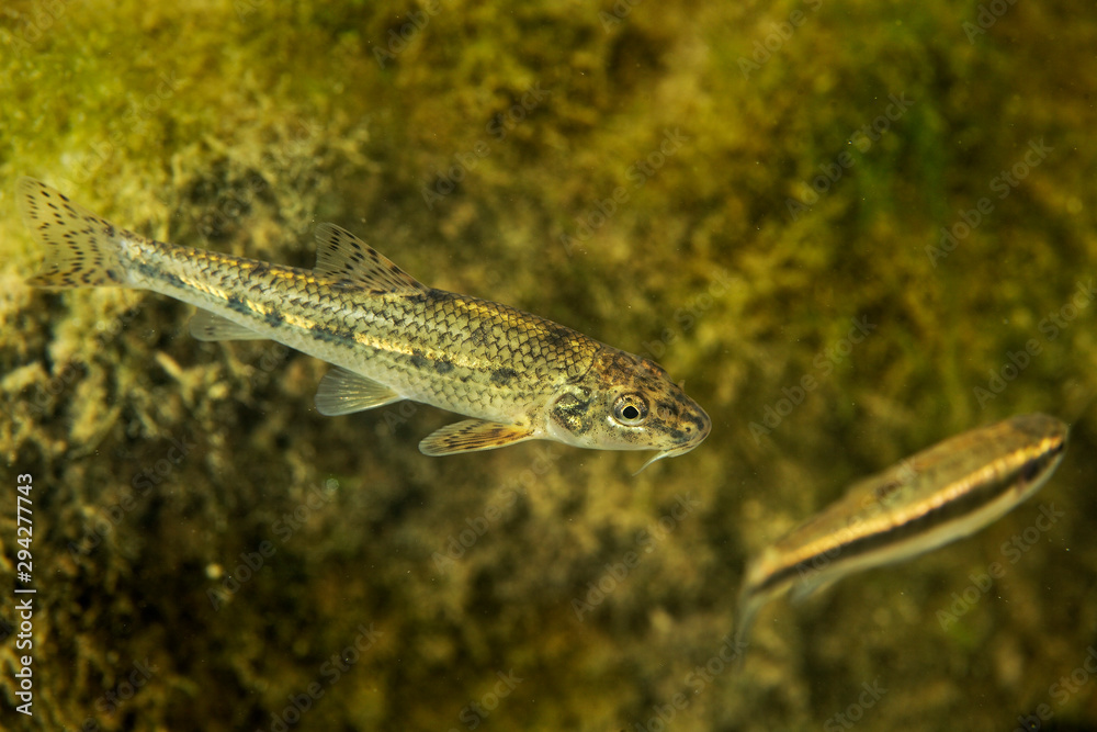 Fototapeta premium Danube barbel from Kolpa/Kupa River