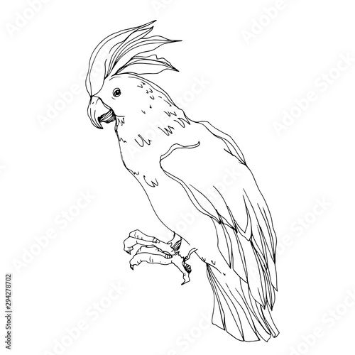 Vector Sky bird cockatoo in a wildlife isolated. Black and white engraved ink art. Isolated parrot illustration element.