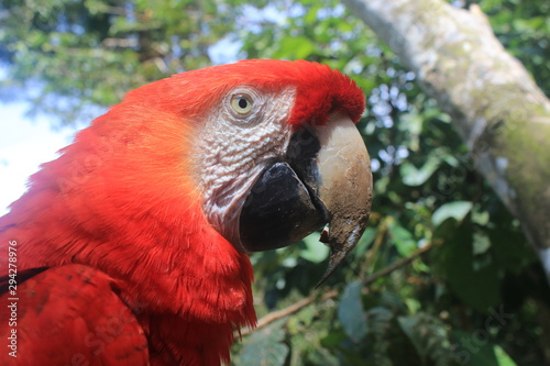 A close up of a scarlet macaw, Ara macao, with bright red colored feathers